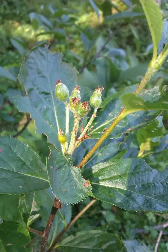 here are the berries