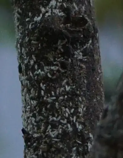 Close-up from the bark