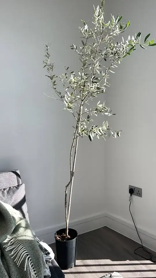 Olive Tree when bought in November