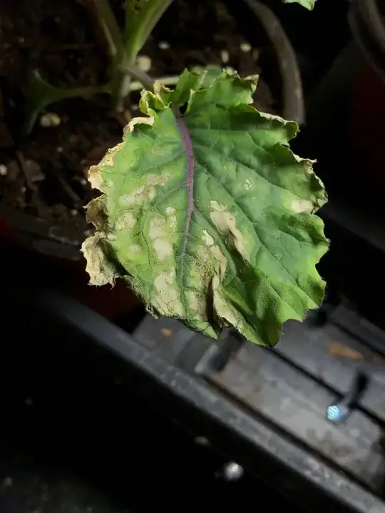 younger kale with similar spots