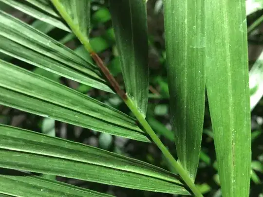 Areca Palm white eggs