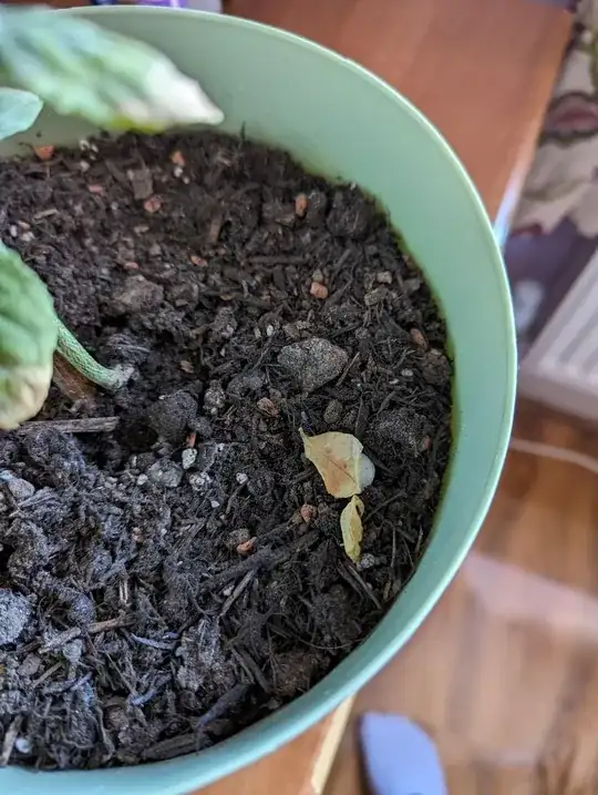 a brown and dried leaf in the potting soil
