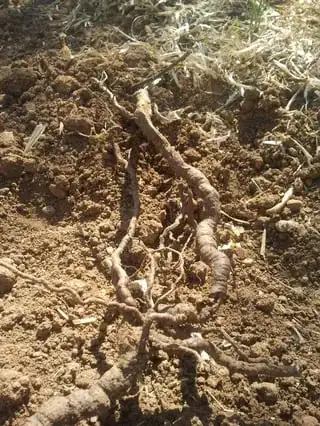Close-up of unearthed roots