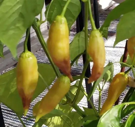 chili smudge example