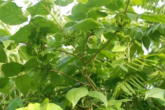Looking up at my poison ivy tree