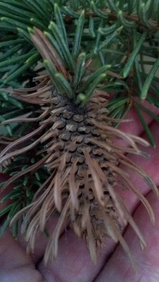 Spruce picture dead-looking