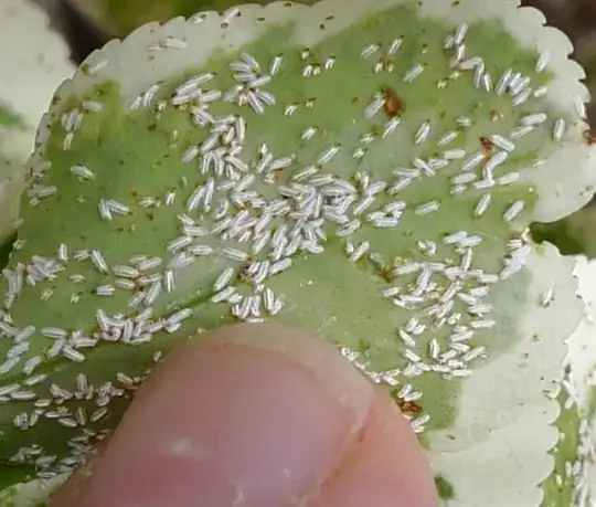 Underside of infested leaf