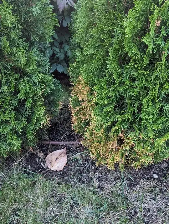 The apparent "contagion"