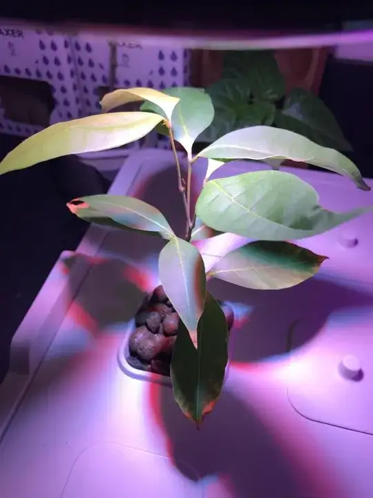 Here is a look at the plant