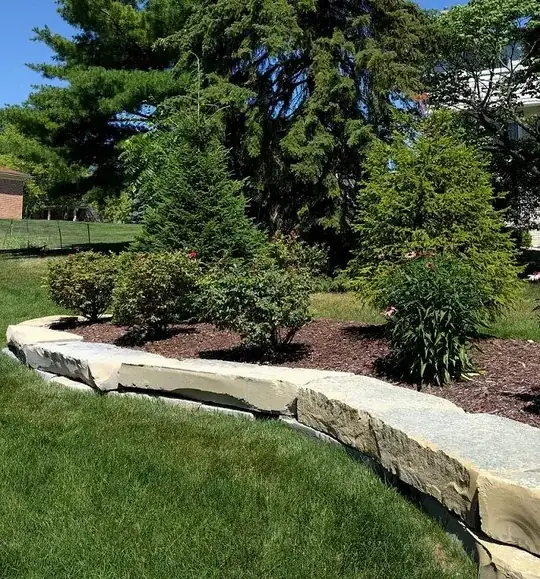 Big picture of where trees are situated