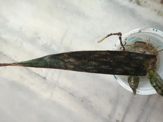 Multiple plant from the leaf cutting