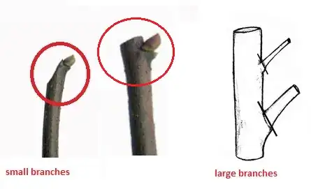 How to prune apple tree