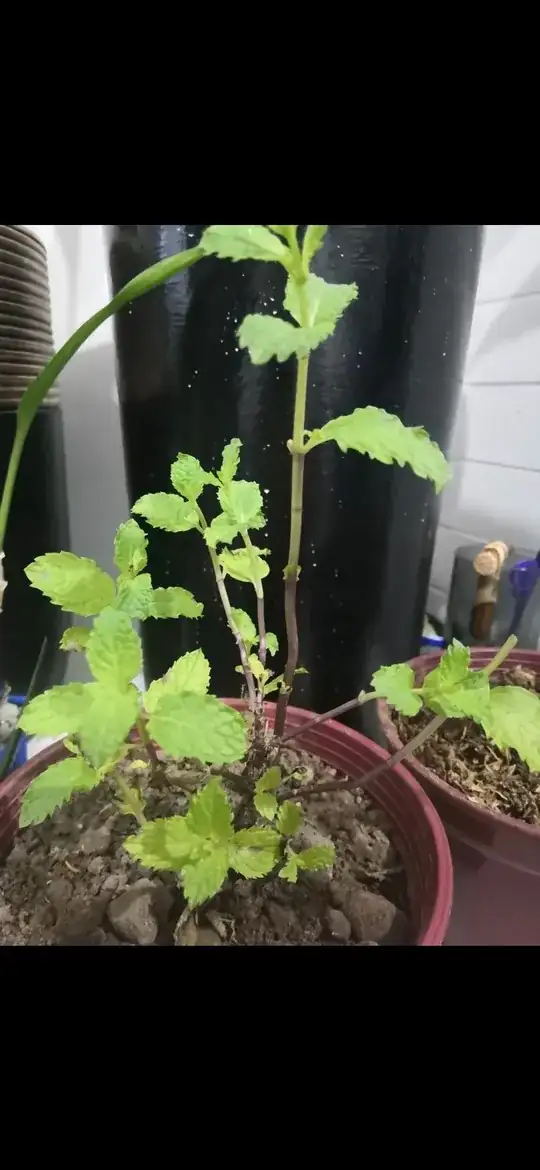 sick peppermint plant