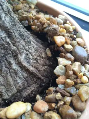 the rocks next to the plant