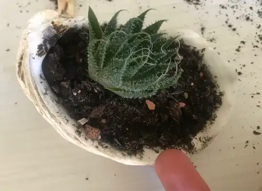 Succulent in a seashell