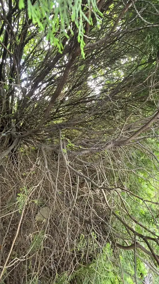 buds and branches inside canopy