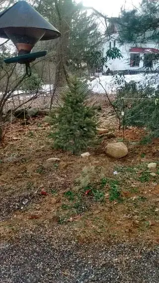 New tree happily planted