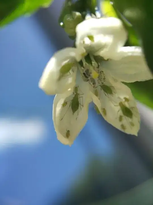 Aphids in chilli flower