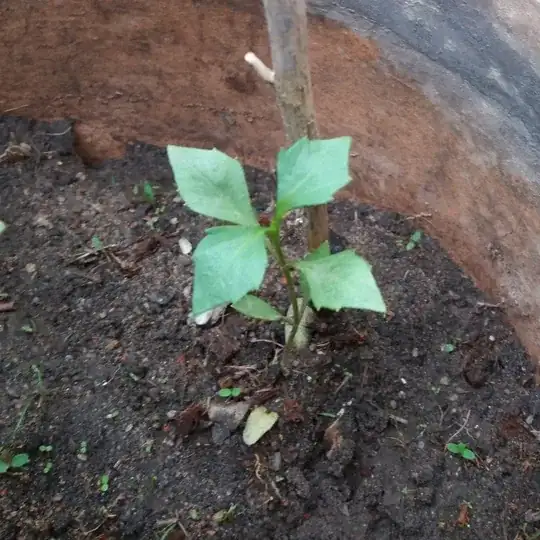 Seedling