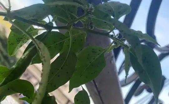 Plenty of them under leaves