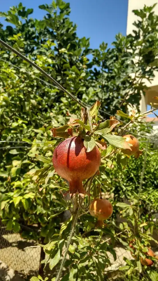 This one didn't split but appears that it didn't grow well like the others