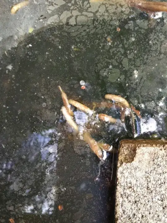 soft bodied insect swimming in bath