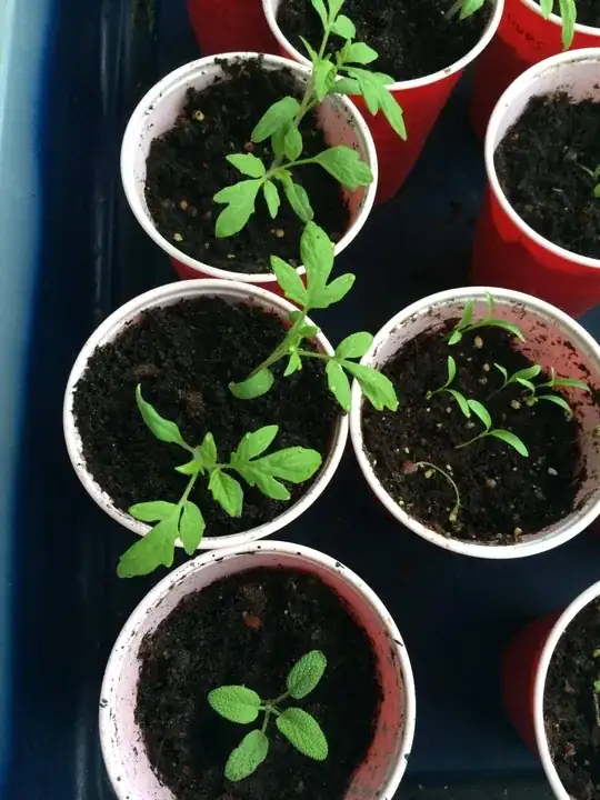 This are new plants that I want to transplant.