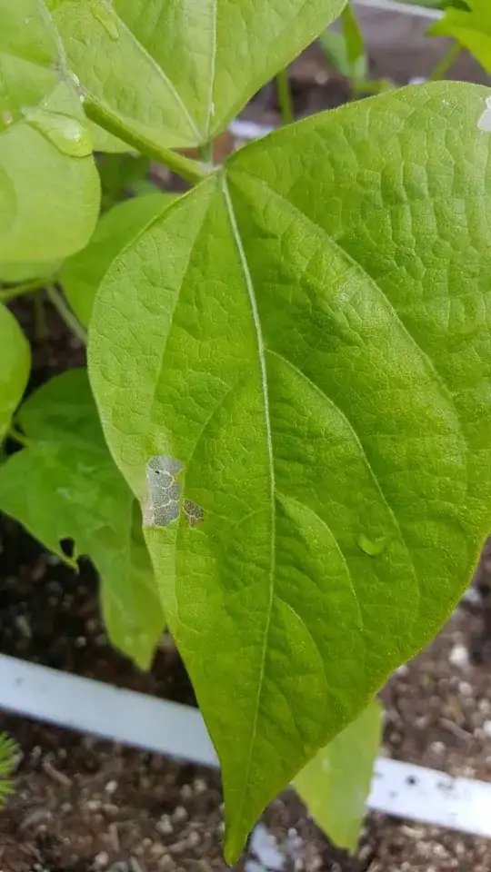A leaf with a translucent spot[1]