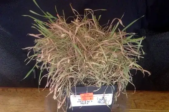 Dying cat grass