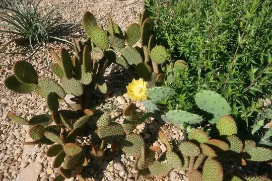 Cinnamon Bunny Ears and local opuntia