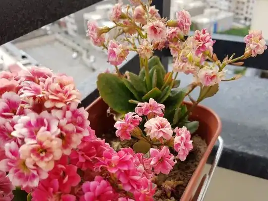 Kalanchoe2