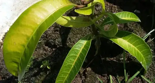Young mango tree, yellow leaf on left
