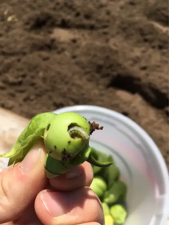 green caterpillar on tomatillo plants