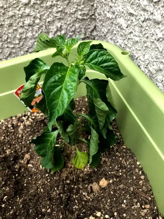 Red habanero