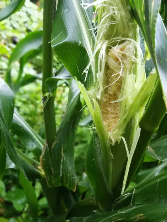 partially nibbled corn