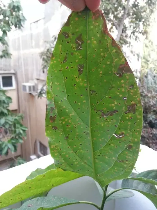 another close up of the leaves