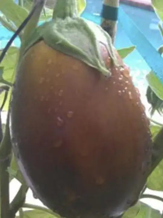 brown eggplant