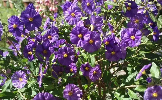 Solanum rantonettii summer 2022