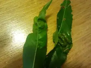 Peach leaves showing bobbly forms