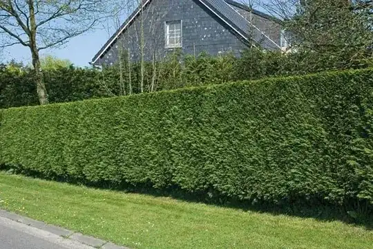 Manicured as a hedge