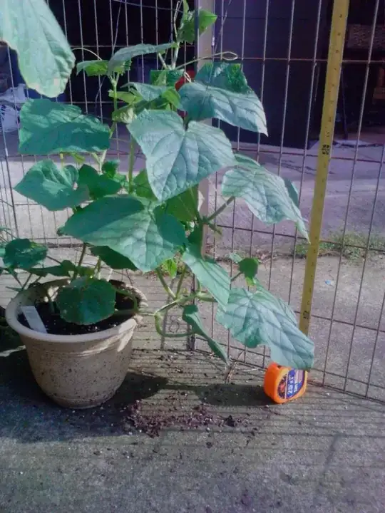 Pickling cuke 2'7" incl.pot