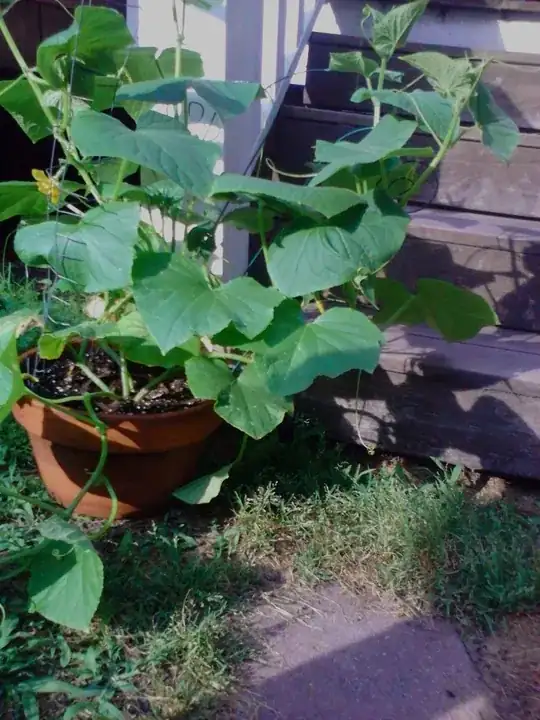 Slicing cuke 2'4" incl.pot