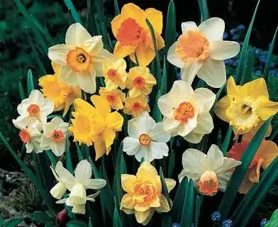 daffodils