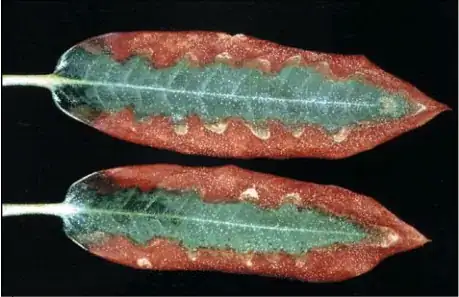 Image of two leaves with brown borders and living centers