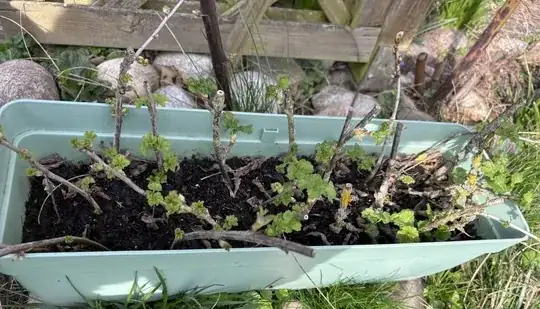 planter with cuttings