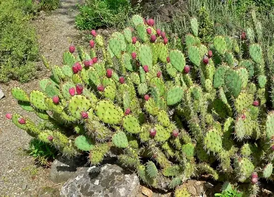 Opuntia in the wild