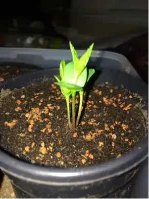 The three apple seedlings