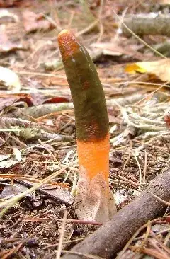 Mutinus elegans from Wikipedia