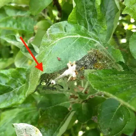 Caterpillars have created a nest