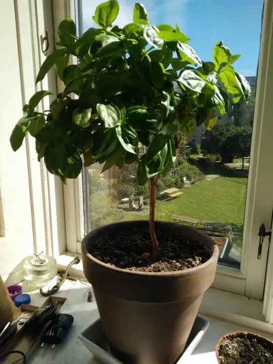 My 2 year old basil clone